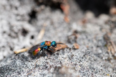 Sand gold wasp (Hedychrum nobile), sitting on sandy soil, Neustaedter Moor nature reserve,
