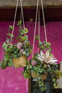Decoration with flowers in front of magenta plaster wall, flora, decoration, plants, decorated,