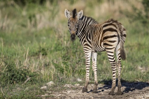 Plains zebra (Equus quagga) foal, Madikwe Game Reserve, North West Province, South Africa, RSA,