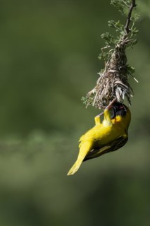 Southern masked weaver (Ploceus velatus), Madikwe Game Reserve, North West Province, South Africa,