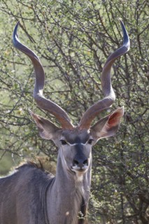 Kudu (Tragelaphus strepsiceros), Madikwe Game Reserve, North West Province, South Africa, RSA,