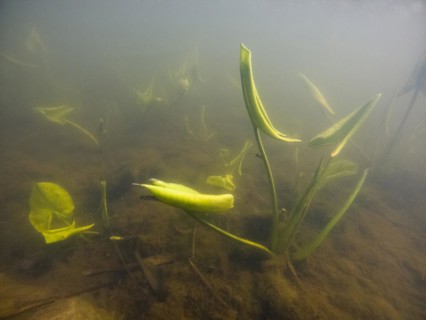 Yellow water-lilies (Nuphar lutea), water, Lower Austria