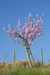 Flowering almond tree (Prunus dulcis) Almond blossom, blue sky, vineyard, Baden-Wuerttemberg,
