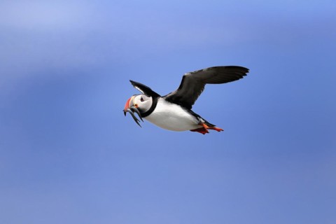 Puffin (Fratercula arctica), adult, flying, with sand eels, with food, Faroe Islands, England,
