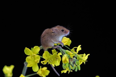 Eurasian harvest mouse (Micromys minutus), adult, on plant stem, flowering, foraging, at night,