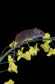 Eurasian harvest mouse (Micromys minutus), adult, on plant stem, flowering, foraging, at night,