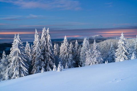 Winter on the Feldberg in front of sunrise, Breisgau-Hochschwarzwald district, Baden-Wuerttemberg,