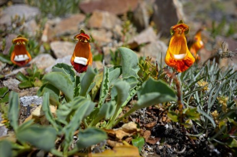 Calceolaria uniflora, a slipper flower, in the barren Patagonia, Perito Moreno National Park,