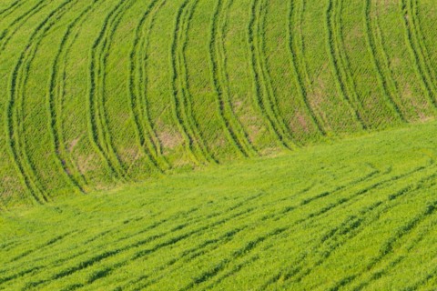 Traces on a cultivated area, Crete Senesi, Province of Siena, Tuscany, Italy, Europe