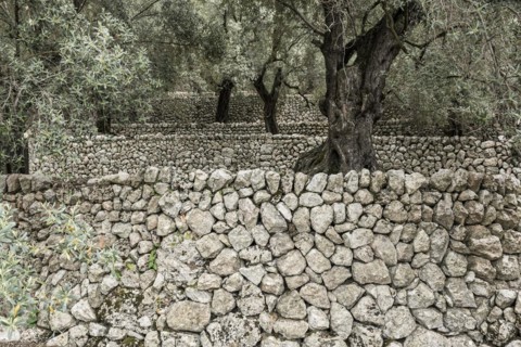 Olive trees and old stone wall, Fornalutx, Serra de Tramuntana, Majorca, Balearic Islands, Spain,