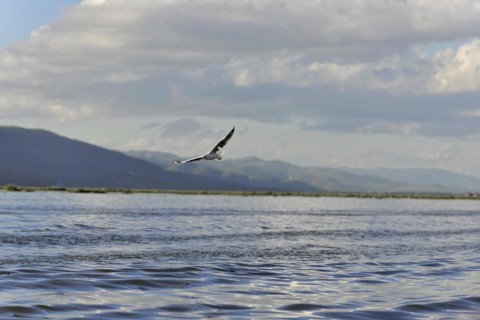 A single bird flies over a calm expanse of water against a mountainous backdrop, Inle Lake,