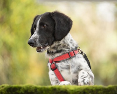 Domestic dog (Canis lupus familiaris), mixed-breed, male, animal welfare, animal welfare dog,