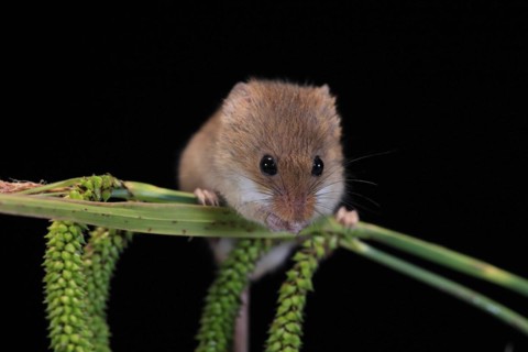Eurasian harvest mouse (Micromys minutus), adult, on plant stalks, ears of corn, foraging, at