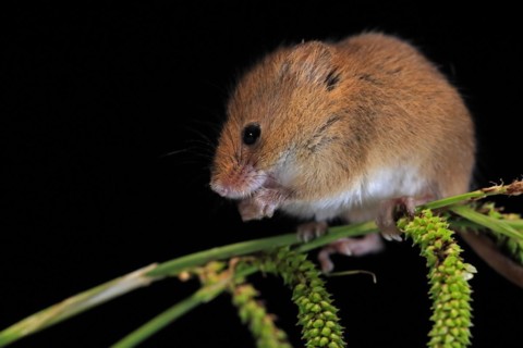 Eurasian harvest mouse (Micromys minutus), adult, on plant stalks, ears of corn, foraging, at