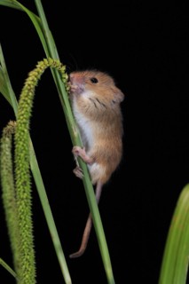 Eurasian harvest mouse (Micromys minutus), adult, on plant stalks, ears of corn, foraging, at