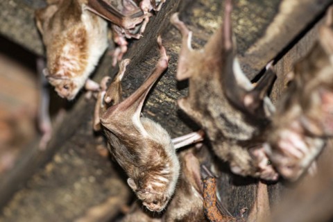 Common vampire bat (Desmodus rotundus) Pantanal Brazil