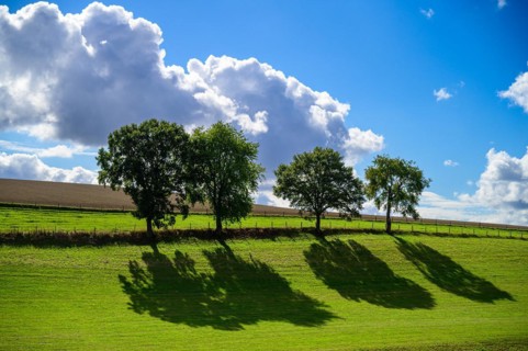 Shady trees in a green field under a cloudy sky, Windrather Tal, Velbert-Langenberg, Mettmann,
