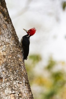 Crimson-crested woodpecker (Campephilus melanoleucos) Pantanal Brazil