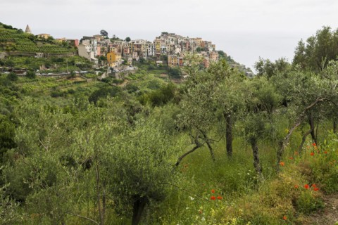 Village with colourful houses by the sea, Corniglia, UNESCO World Heritage Site, Cinque Terre,