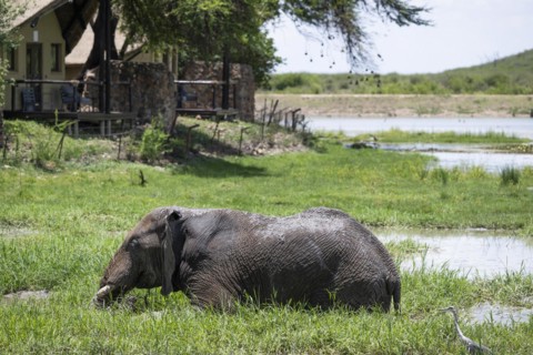 African elephant (Loxodonta africana) in front of Tau Lodge, Madikwe Game Reserve, North West