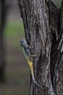 Blue-throated Agama (Acanthocercus atricollis), Madikwe Game Reserve, North West Province, South