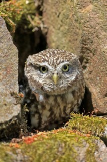 Little owl (Athene noctua), (Tyto alba), adult, at breeding den, alert, portrait, Lowick,