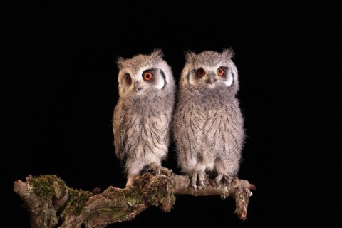Southern white-faced owl (Ptilopsis granti), juvenile, two juveniles, siblings, at night, on guard,