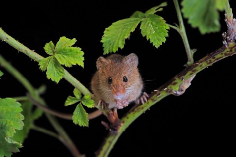 Eurasian harvest mouse (Micromys minutus), adult, on plant stalk, foraging, at night, Scotland,
