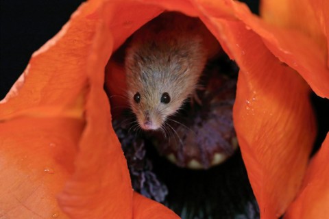 Common harvest mouse, (Micromys minutus), adult, on corn poppy, flower, foraging, at night,