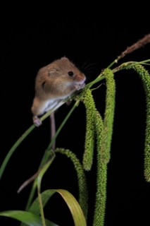 Eurasian harvest mouse (Micromys minutus), adult, on plant stalks, ears of corn, foraging, at