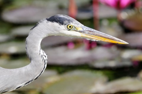 Portrait of a grey heron (Ardea cinerea) with focus on the eye and the beak, Stuttgart,