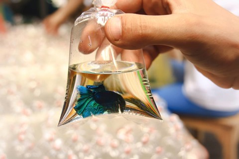 A hand holding a plastic bag with water and a Siamese fighting fish inside. Chatuchak Weekend