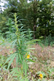 Young hemp stands in a natural environment with a blurred background, hemp, cannabis, Mettmann,