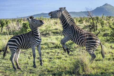 Plains zebra (Equus quagga) 2 stallions fighting, Madikwe Game Reserve, North West Province, South
