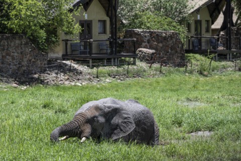 African elephant (Loxodonta africana) in front of Tau Lodge, Madikwe Game Reserve, North West