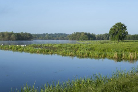 Wetland, wet meadow, water surface, mute swans (Cygnus olor), marsh iris (Iris pseudacorus) in