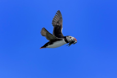 Puffin (Fratercula arctica), adult, flying, with sand eels, with food, Faroe Islands, England,