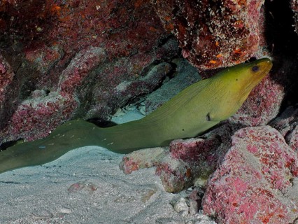 Green moray (Gymnothorax funebris), dive site John Pennekamp Coral Reef State Park, Key Largo,