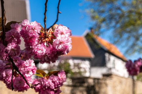 Branch with pink blossoms in spring, blurred house roof in the background, Japanese cherry, Prunus