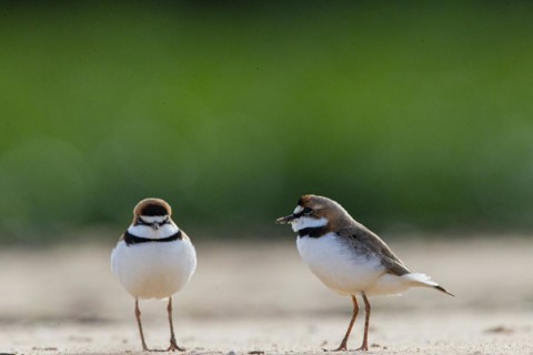 Slender-billed plover (Anarhynchus collaris) Pantanal Brazil
