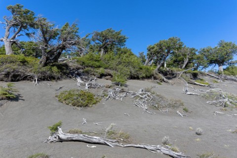 Riparian forest at Lago Grey, Torres del Paine National Park, Parque Nacional Torres del Paine,
