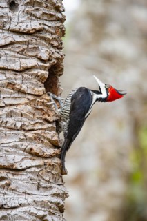 Crimson-crested woodpecker (Campephilus melanoleucos) Pantanal Brazil