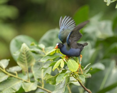 Allen's gallinule (Porphyrio alleni), male, occurring in sub-Saharan Africa, captive, Germany,
