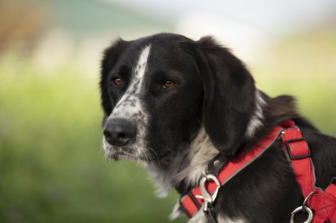Domestic dog (Canis lupus familiaris), mixed-breed, male, animal welfare, animal welfare dog,