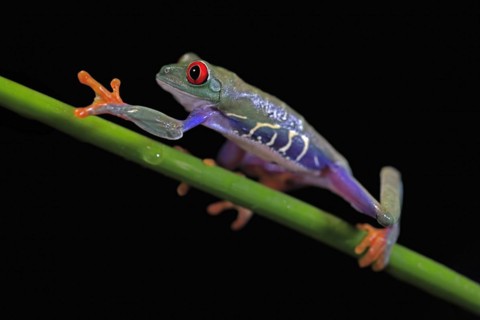 Red-eyed tree frog (Agalychnis callidryas), adult, on green stem, Aeonium, captive, Central America