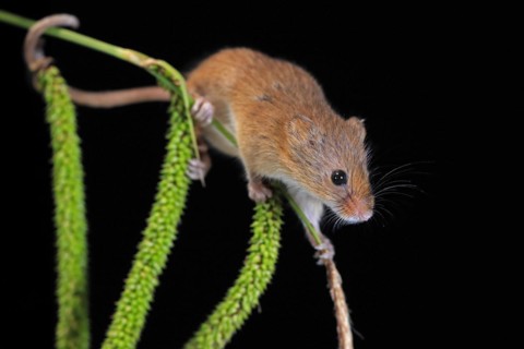 Eurasian harvest mouse (Micromys minutus), adult, on plant stalks, ears of corn, foraging, at