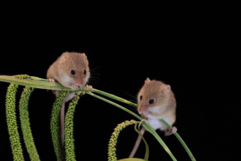 Eurasian harvest mouse (Micromys minutus), adult, two, pair, on plant stalks, spikes, foraging, at