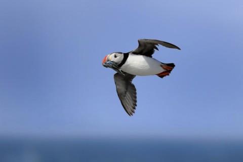 Puffin (Fratercula arctica), adult, flying, with sand eels, with food, Faroe Islands, England,