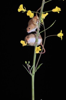Eurasian harvest mouse (Micromys minutus), adult, two, pair, on plant stem, flowering, foraging, at
