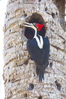 Crimson-crested woodpecker (Campephilus melanoleucos) Pantanal Brazil
